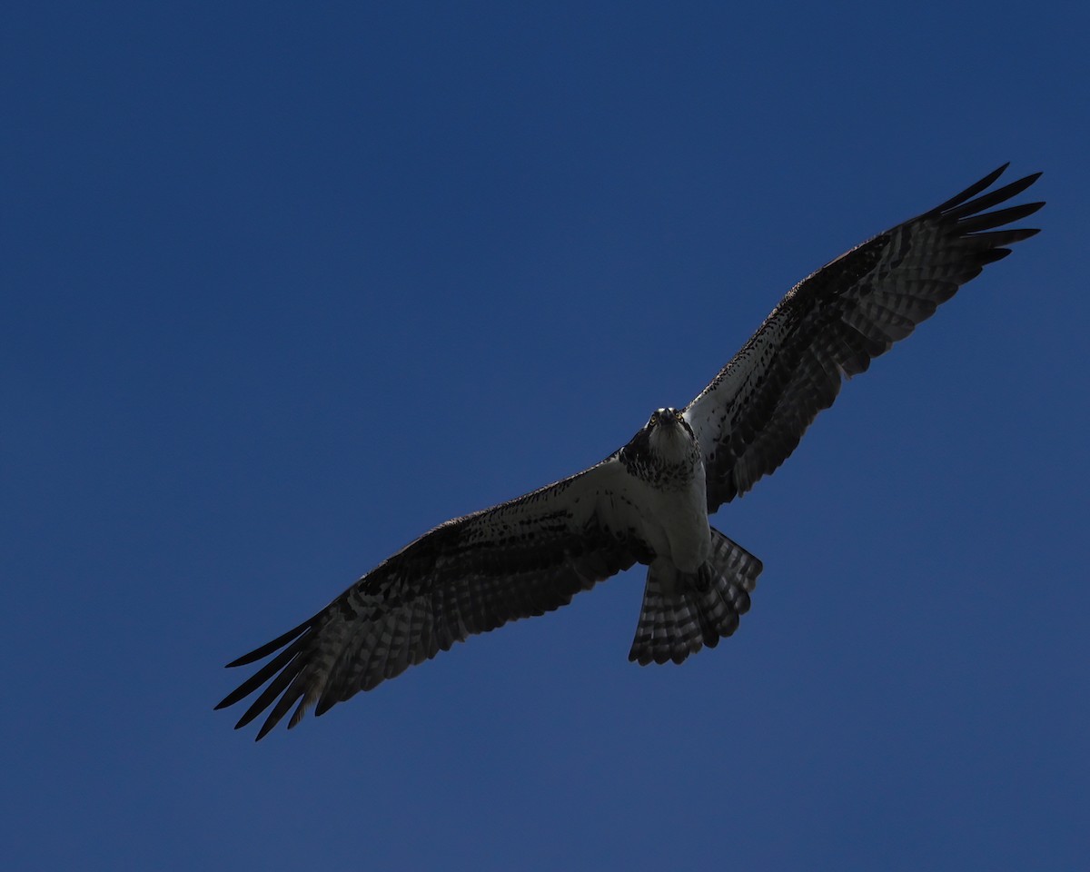 Osprey - Tony Gentilcore