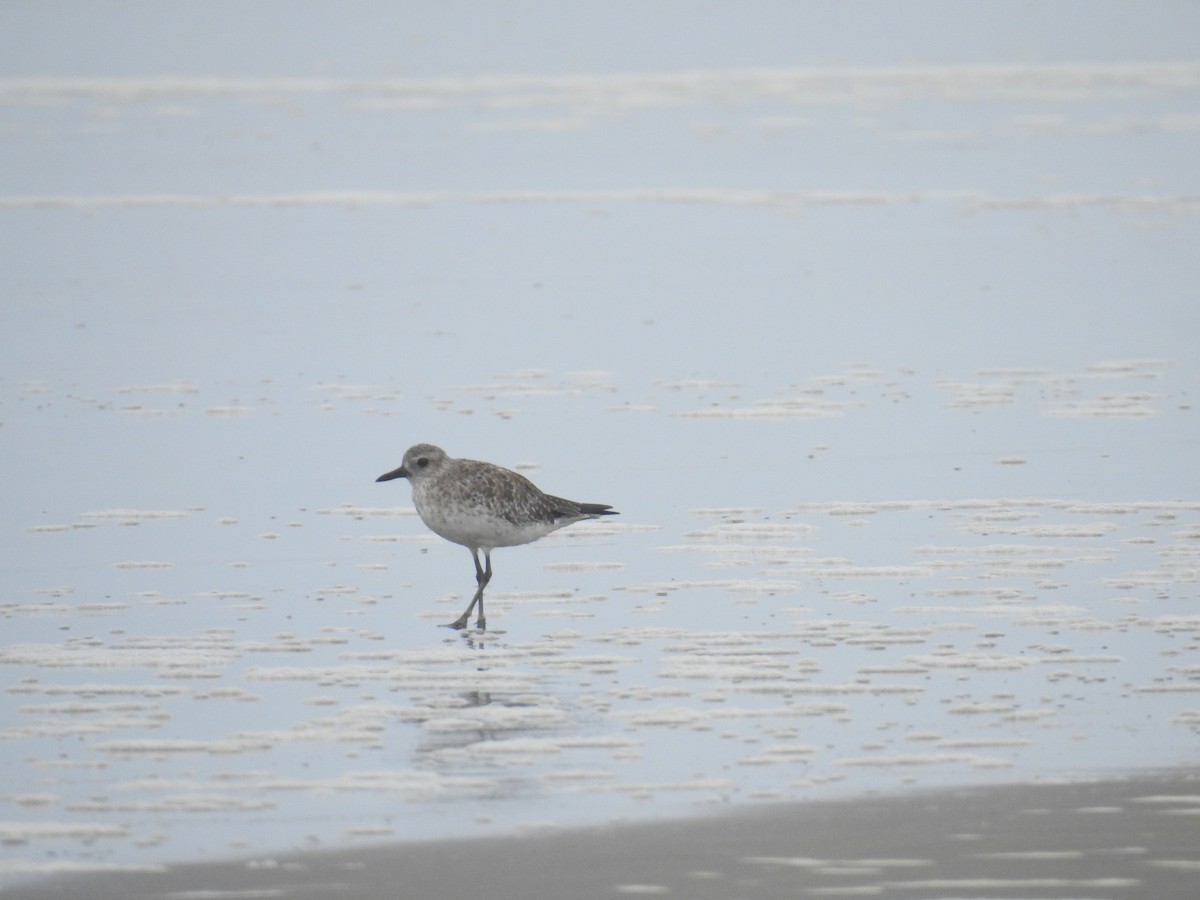 Black-bellied Plover - ML225128181