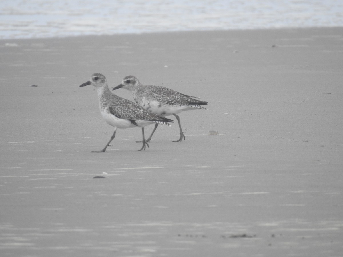 Black-bellied Plover - ML225128211