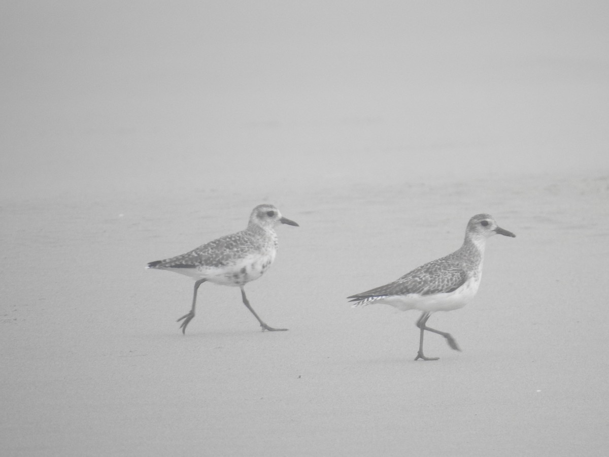 Black-bellied Plover - ML225128251