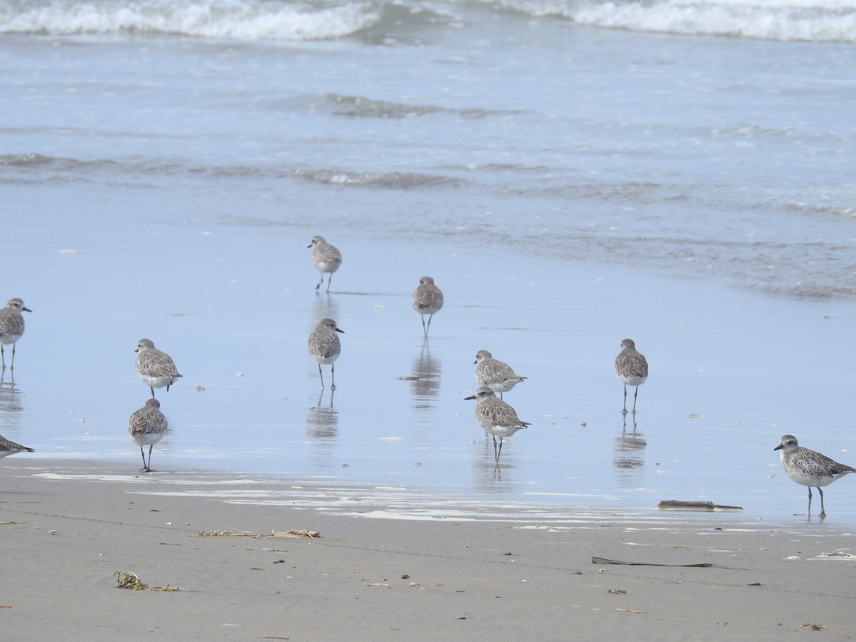 Black-bellied Plover - ML225129311