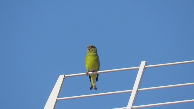 European Greenfinch - ML225129461