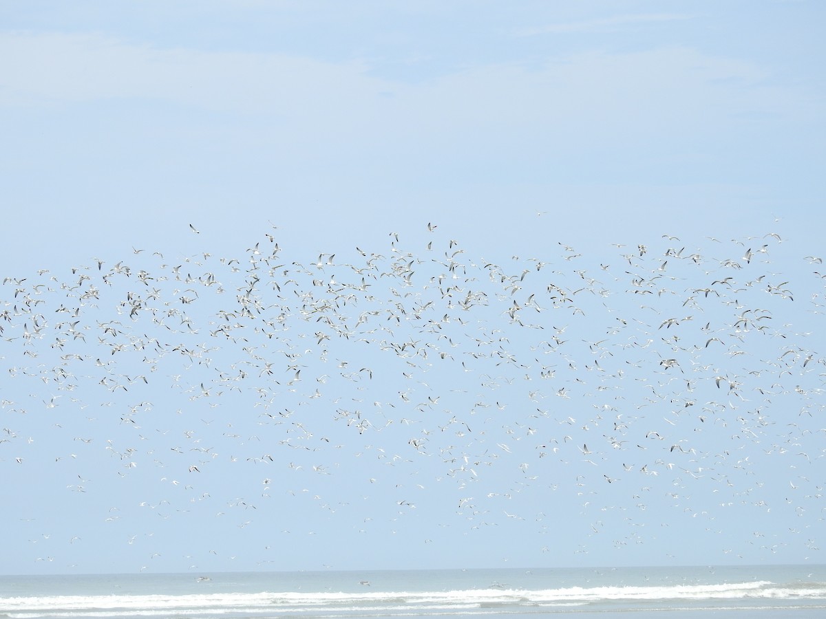 Gaviota Guanaguanare - ML225130221