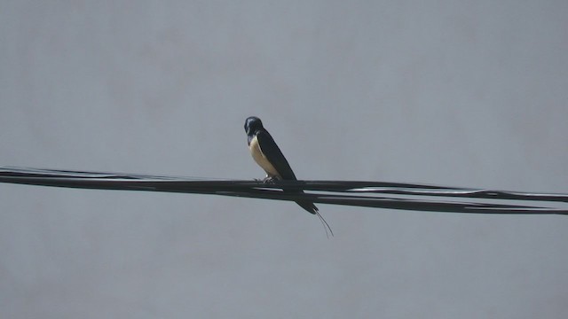 Barn Swallow - ML225130911