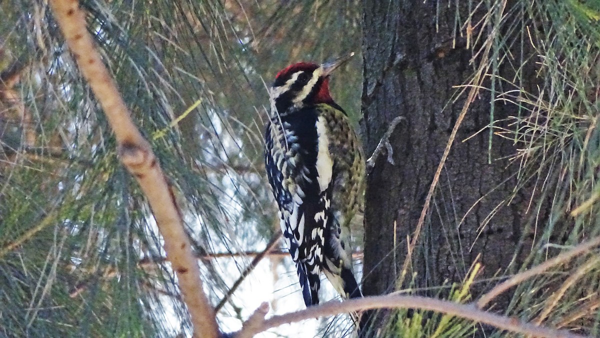 Yellow-bellied Sapsucker - ML22513191