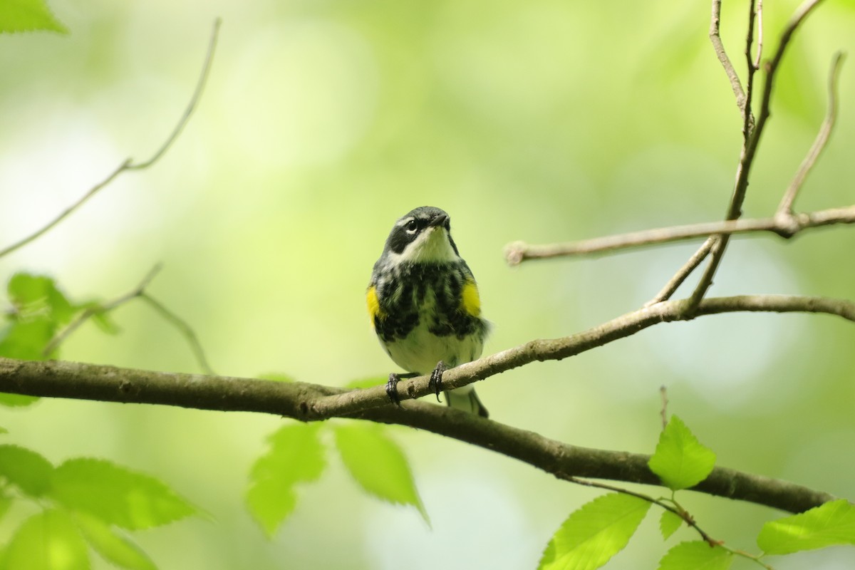 Yellow-rumped Warbler - ML225132001