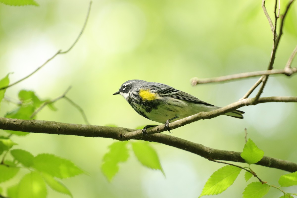Yellow-rumped Warbler - ML225132201