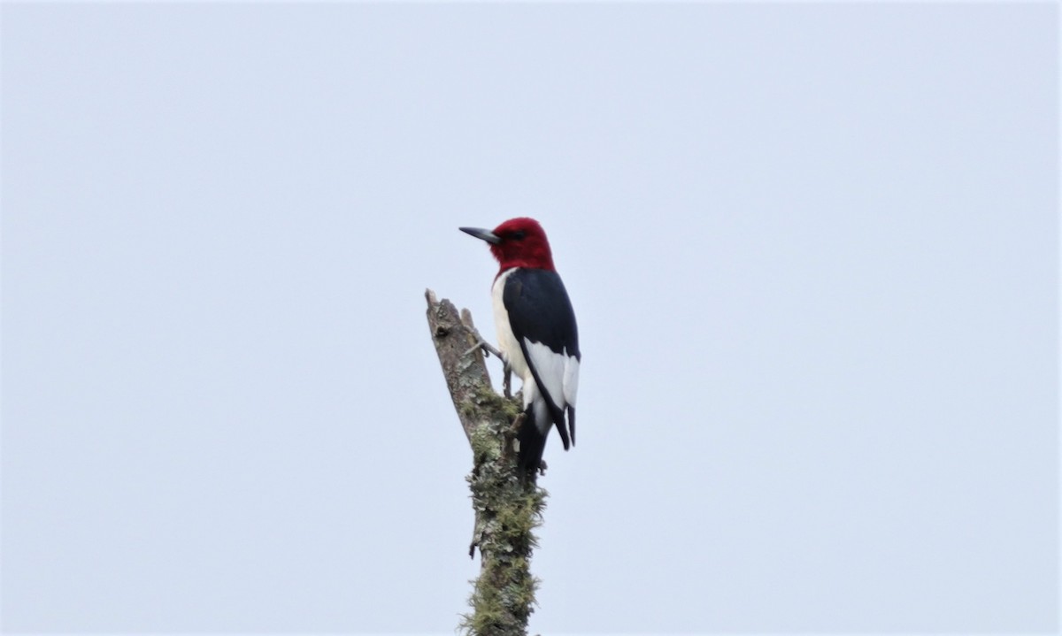 Red-headed Woodpecker - ML225132691