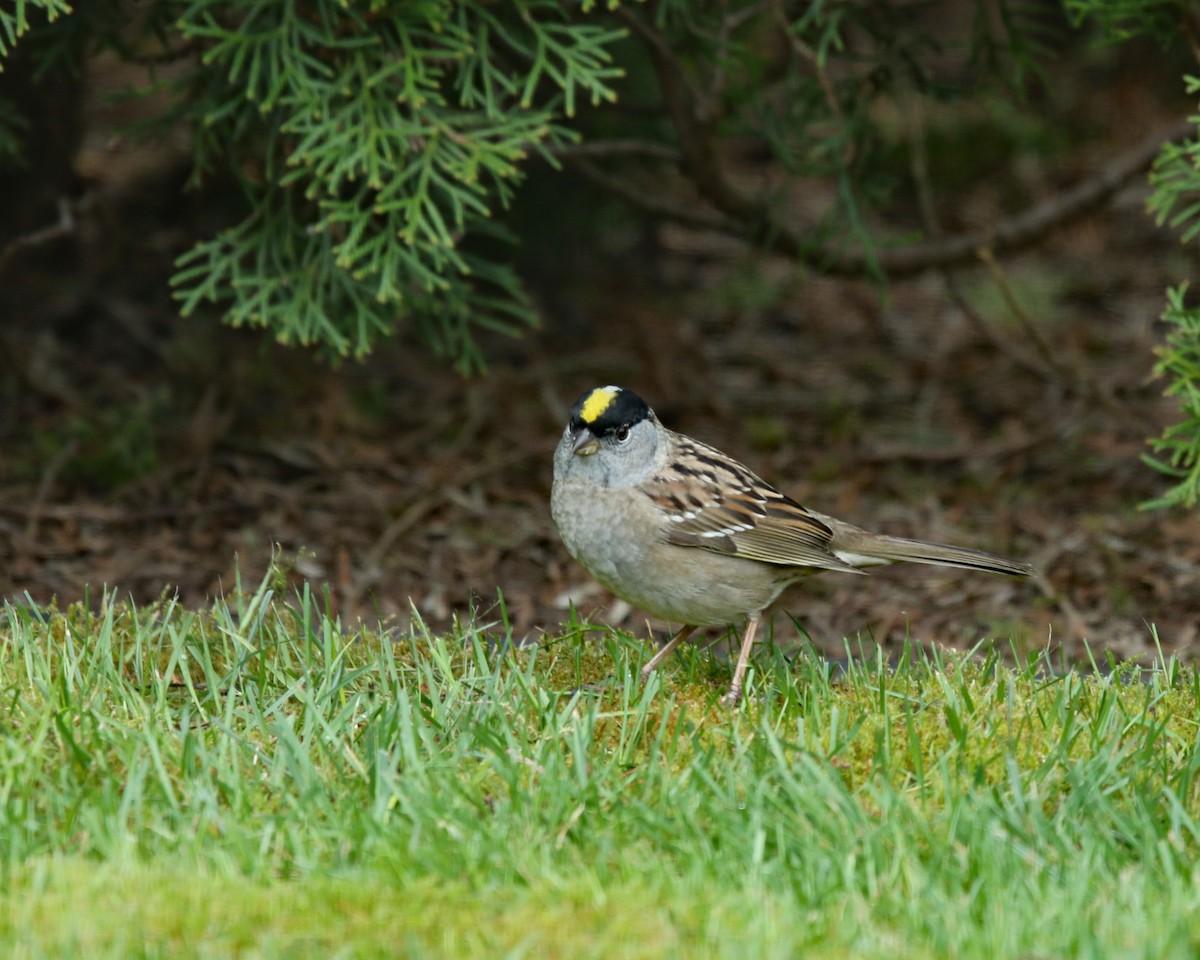 Golden-crowned Sparrow - ML225132701