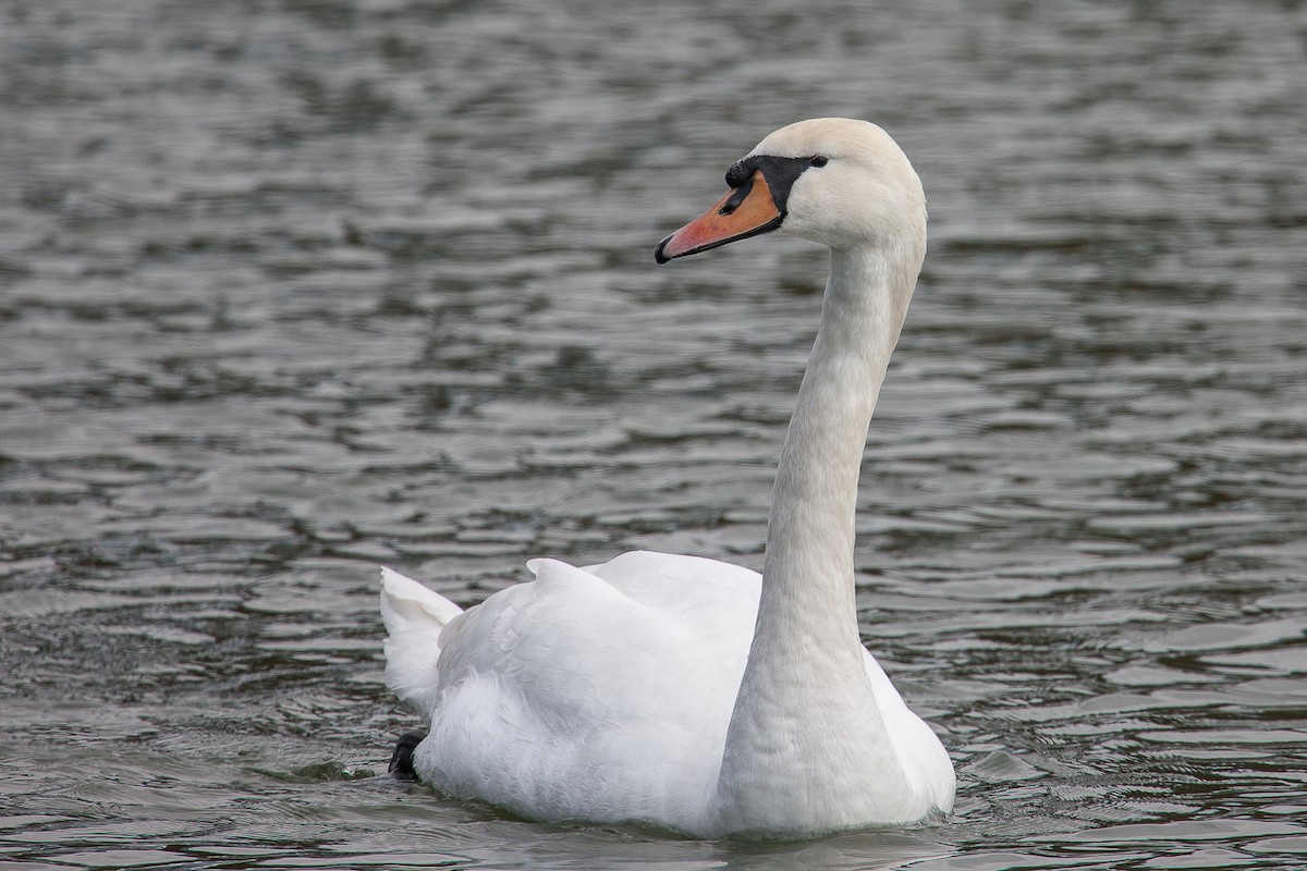 Mute Swan - Domenec Anguera Vidal