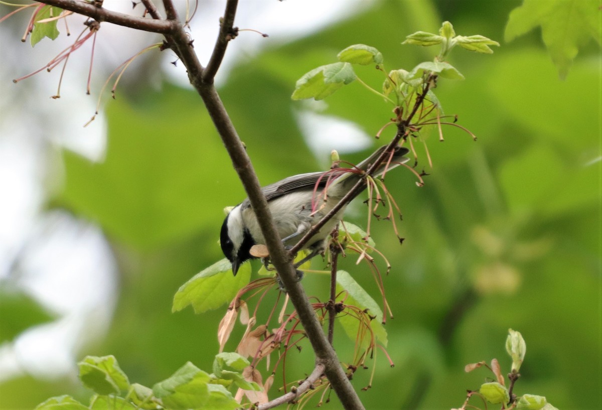 Carolina Chickadee - ML225133021