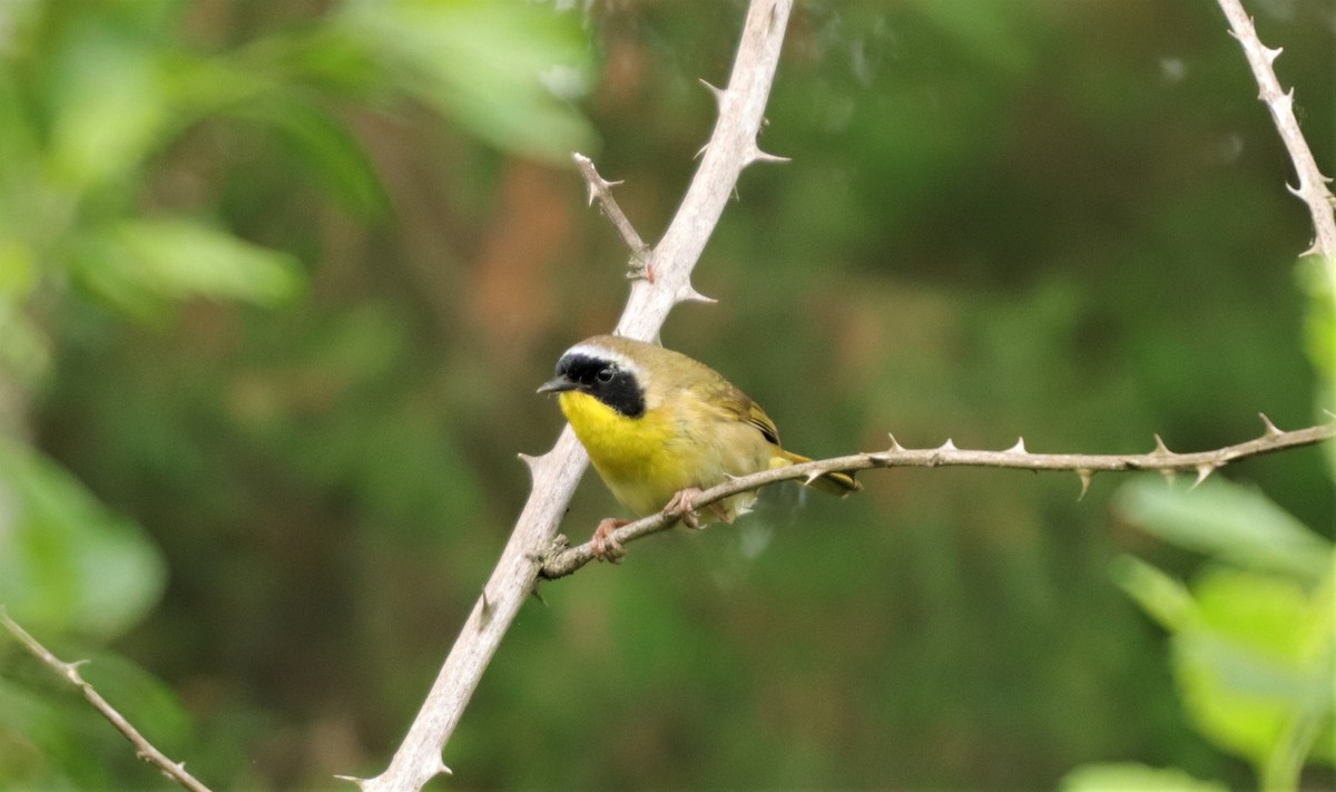 Common Yellowthroat - Daniel Kaplan