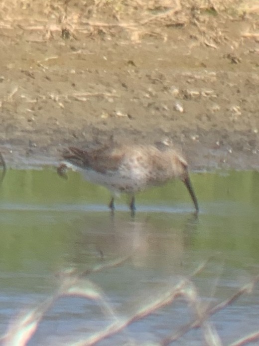 Dunlin - ML225133581