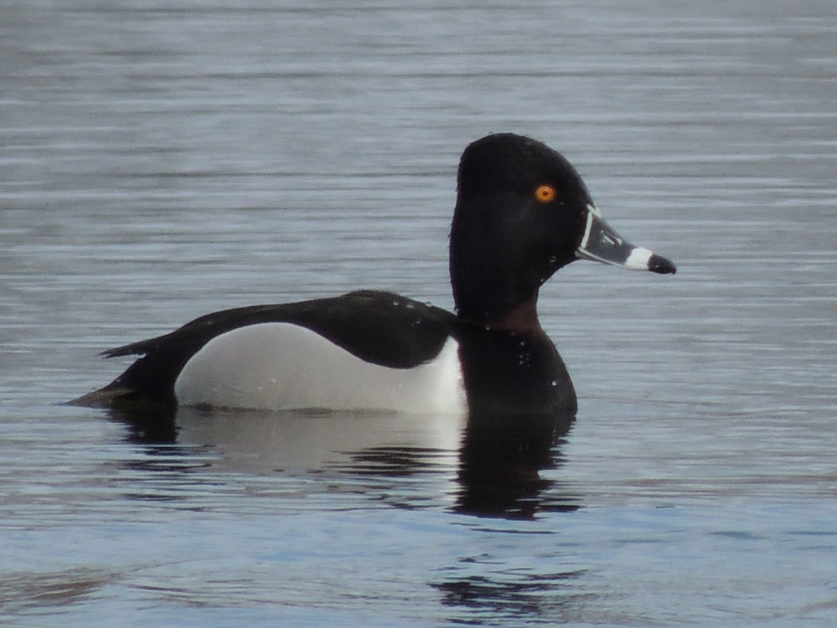 Ring-necked Duck - Ginny Culver