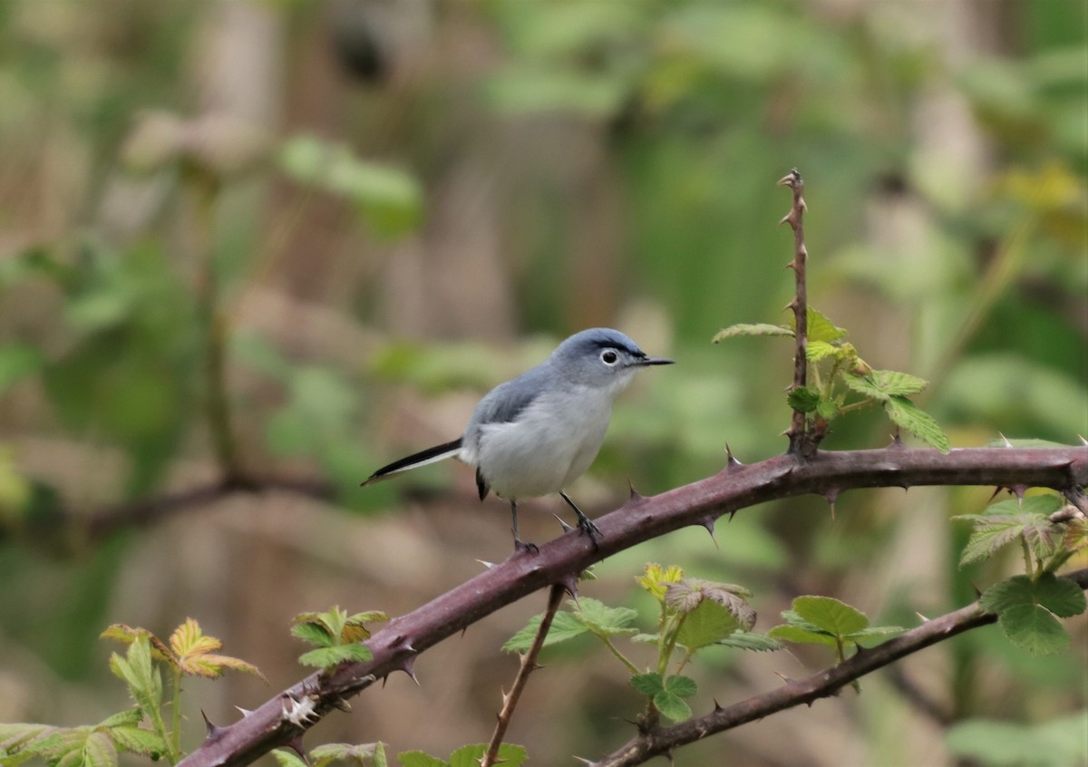 Blue-gray Gnatcatcher - ML225134271