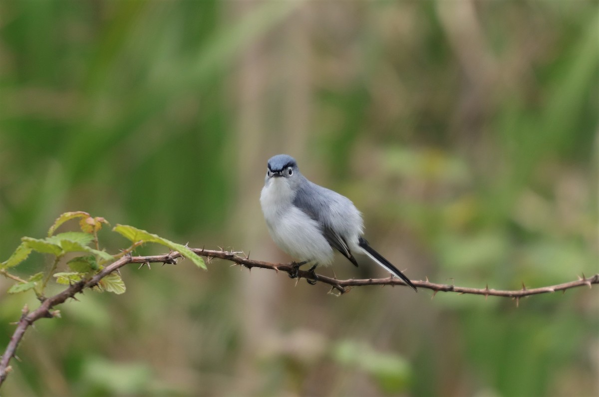 Blue-gray Gnatcatcher - Daniel Kaplan