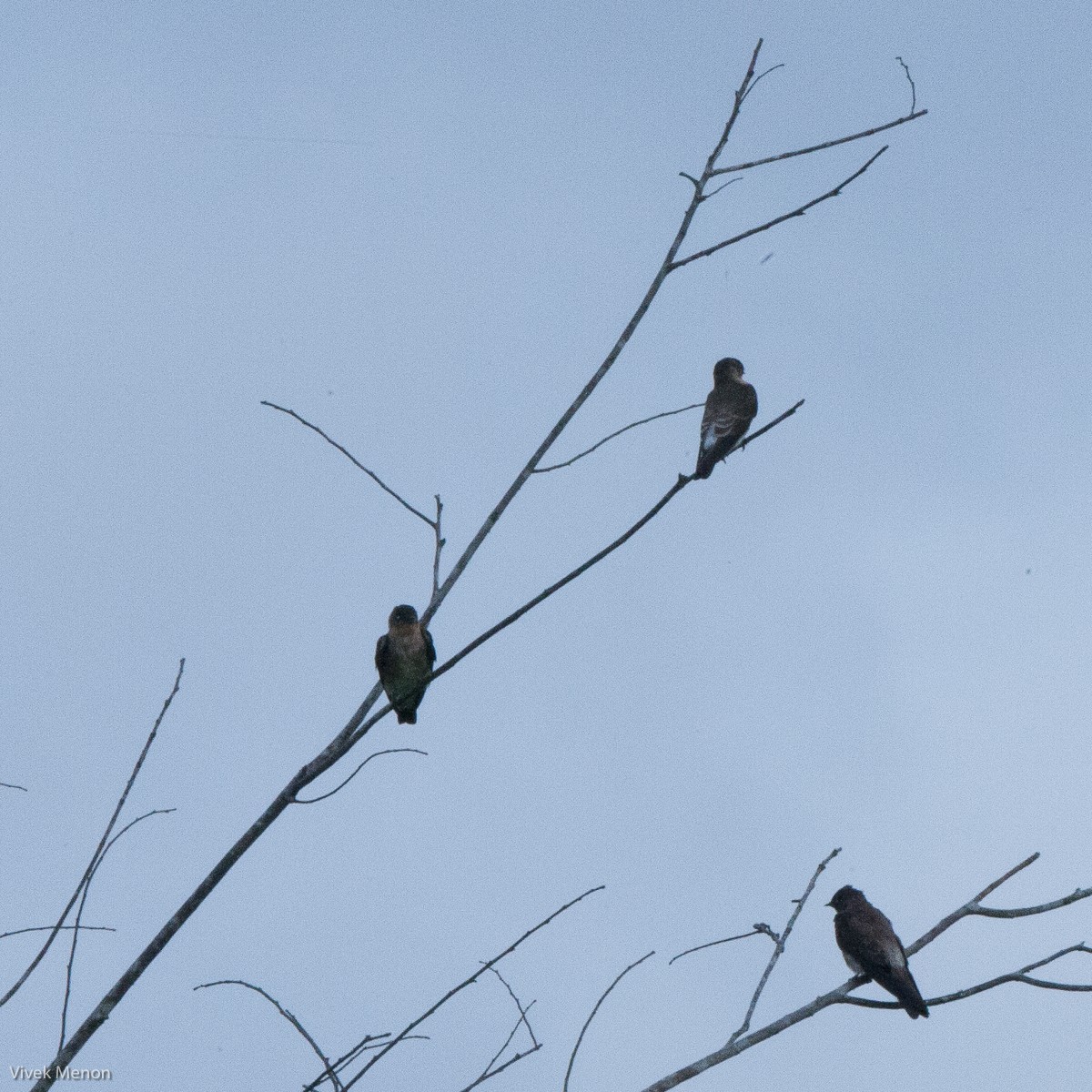 Southern Rough-winged Swallow - ML225136861