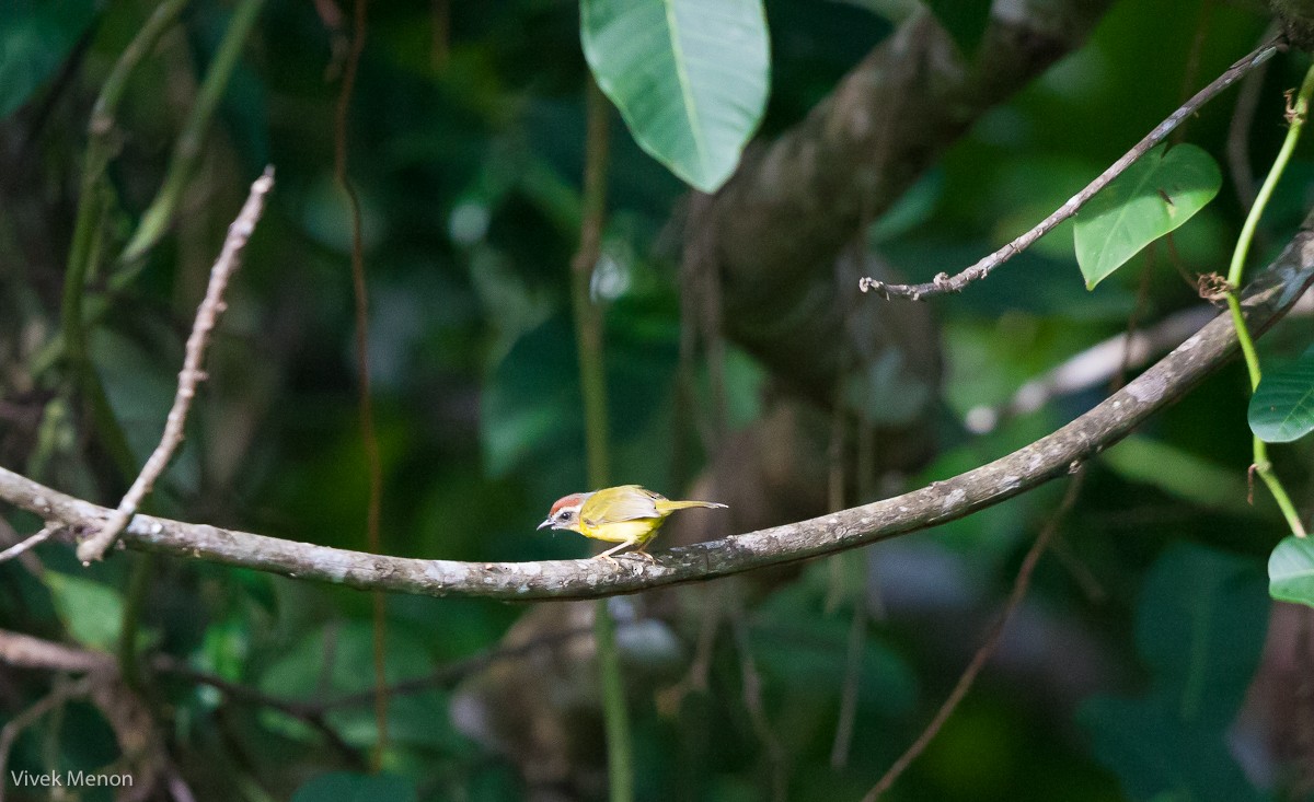 Chestnut-capped Warbler - ML225136961