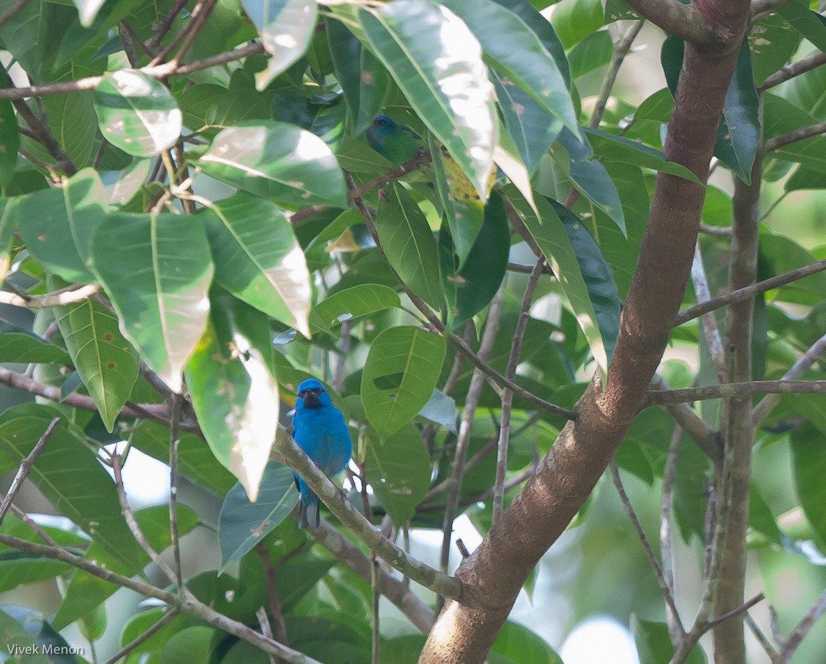 Blue Dacnis - ML225137231