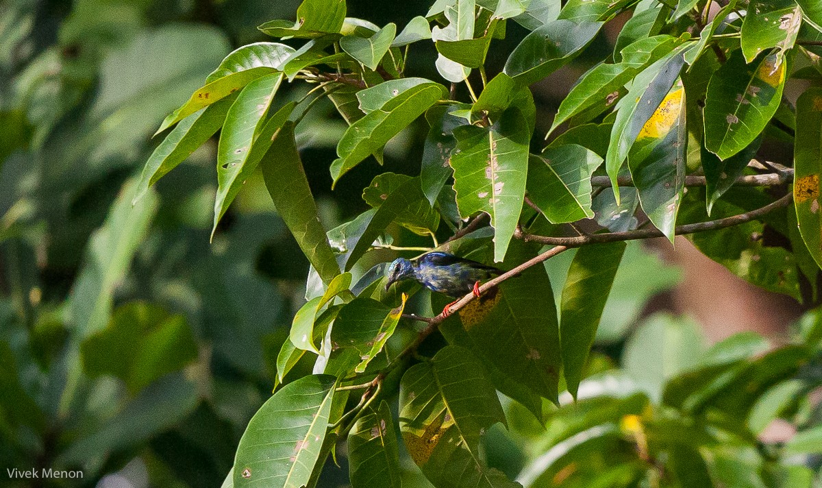 Red-legged Honeycreeper - ML225137311