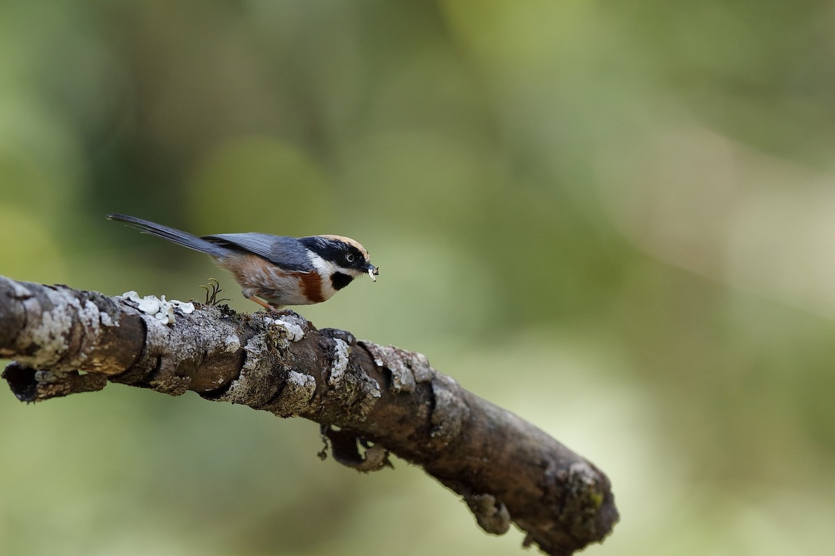 Black-throated Tit - Holger Teichmann