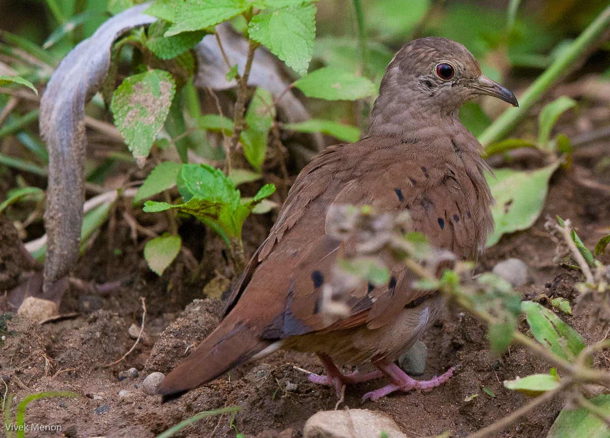 Ruddy Ground Dove - ML225137931