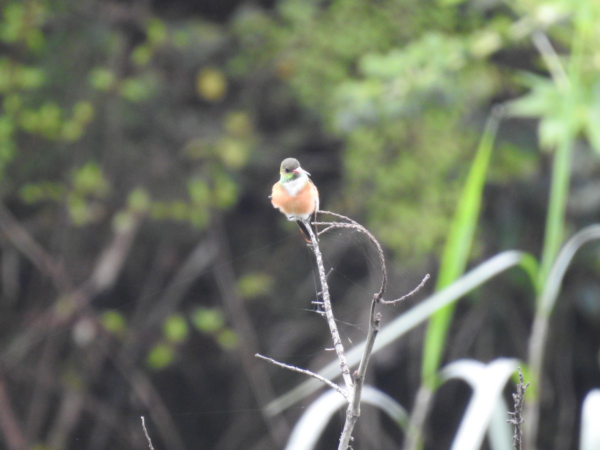 Amazilia Hummingbird - ML225138061