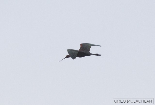 ibis hnědý - ML22513821
