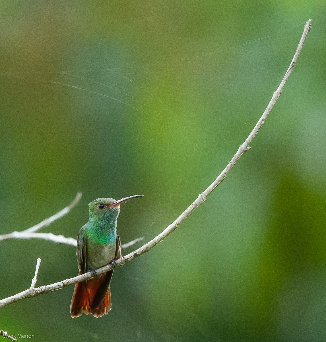 Rufous-tailed Hummingbird - ML225138481