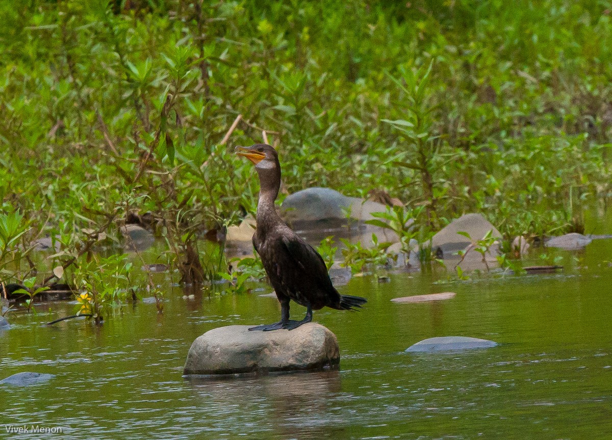 Cormoran vigua - ML225138601