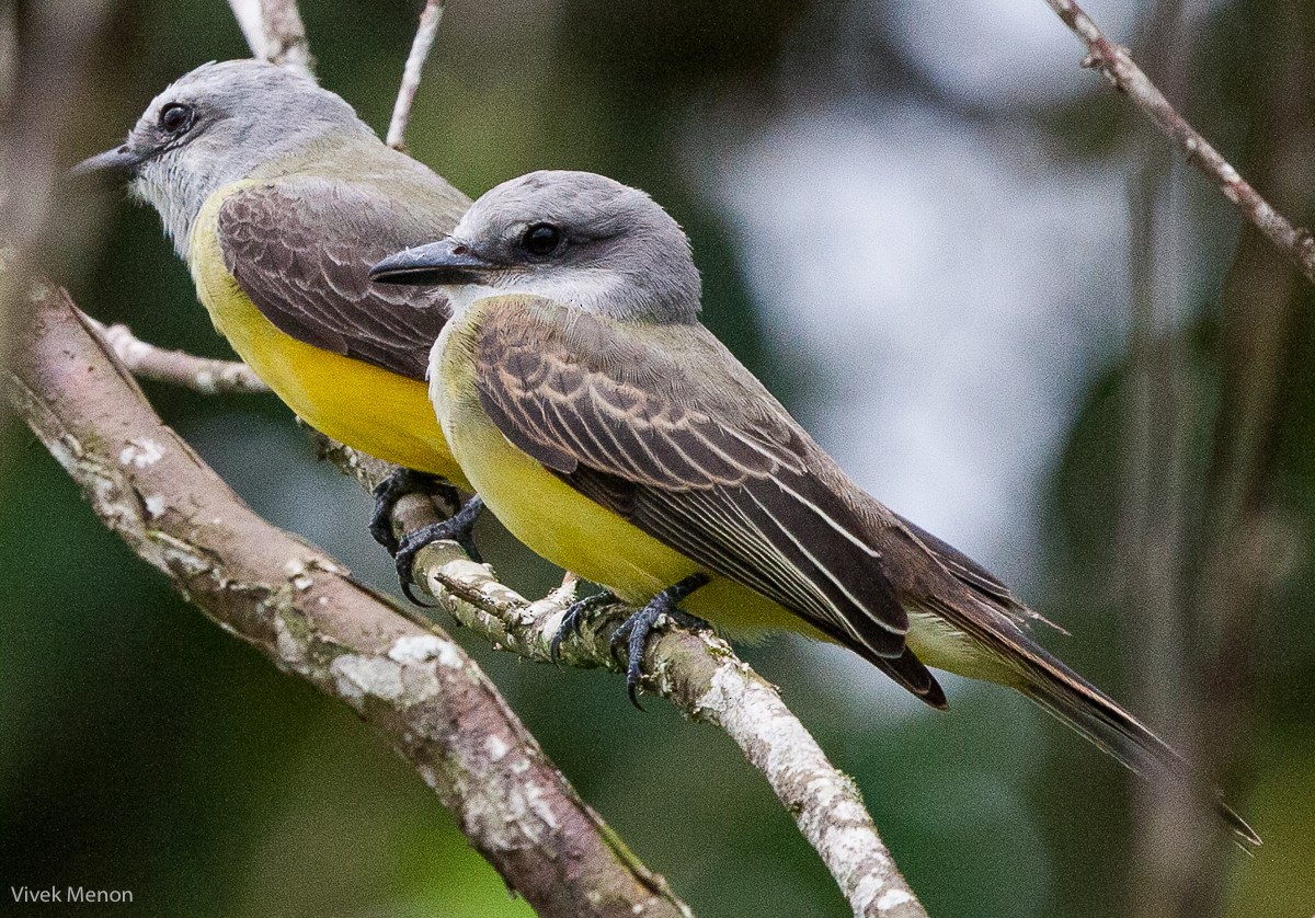 Tropical Kingbird - ML225140031