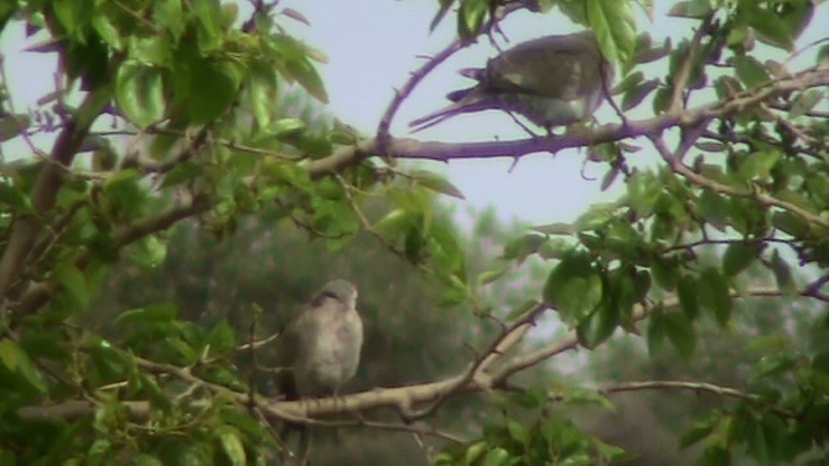 Eurasian Collared-Dove - ML225140651