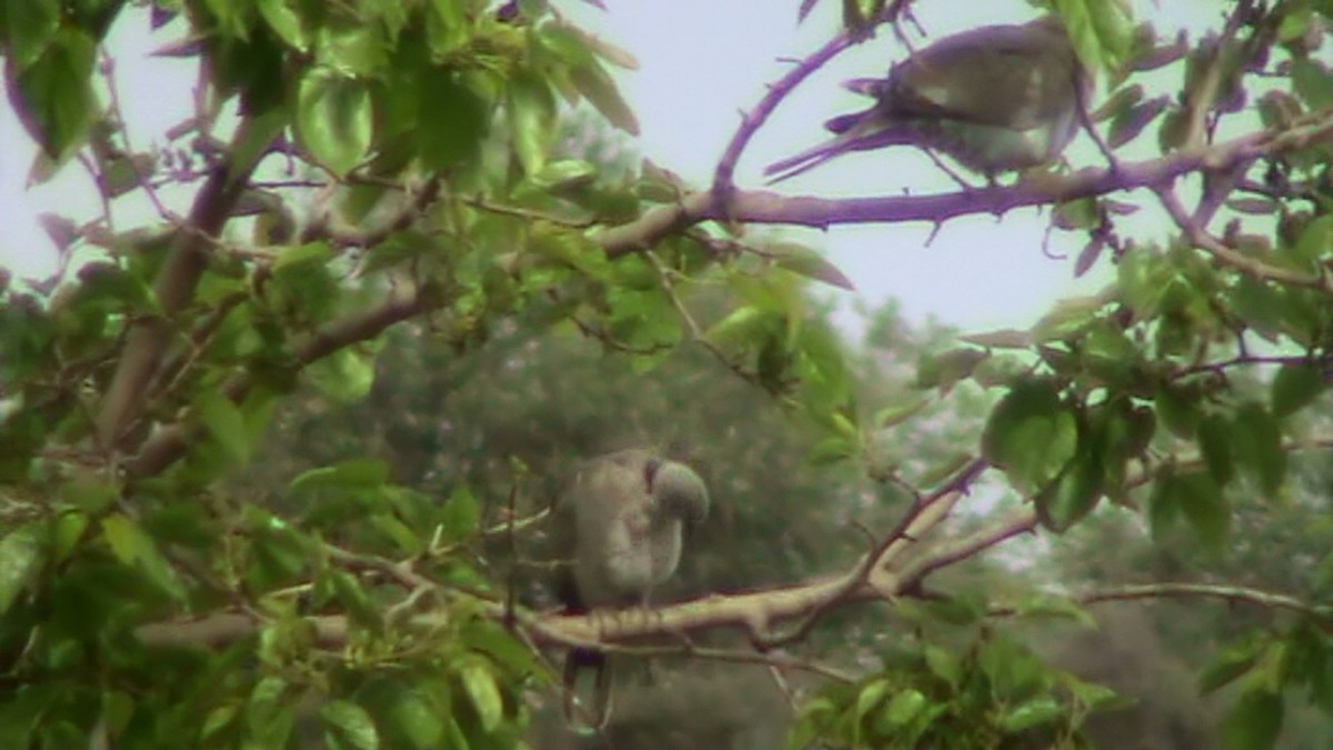 Eurasian Collared-Dove - Isabel Delgado Echeverría