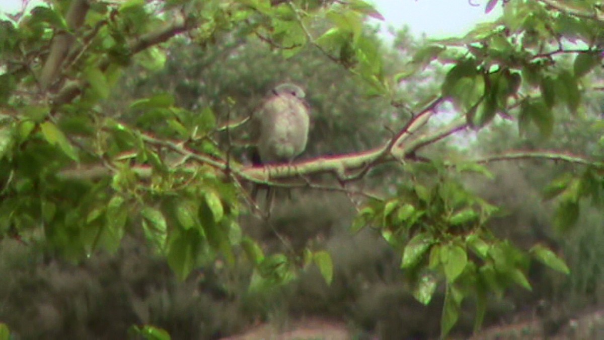 Eurasian Collared-Dove - ML225140691