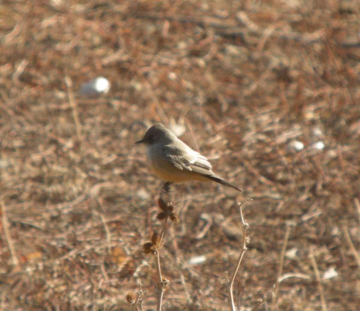 Say's Phoebe - Jed Hertz