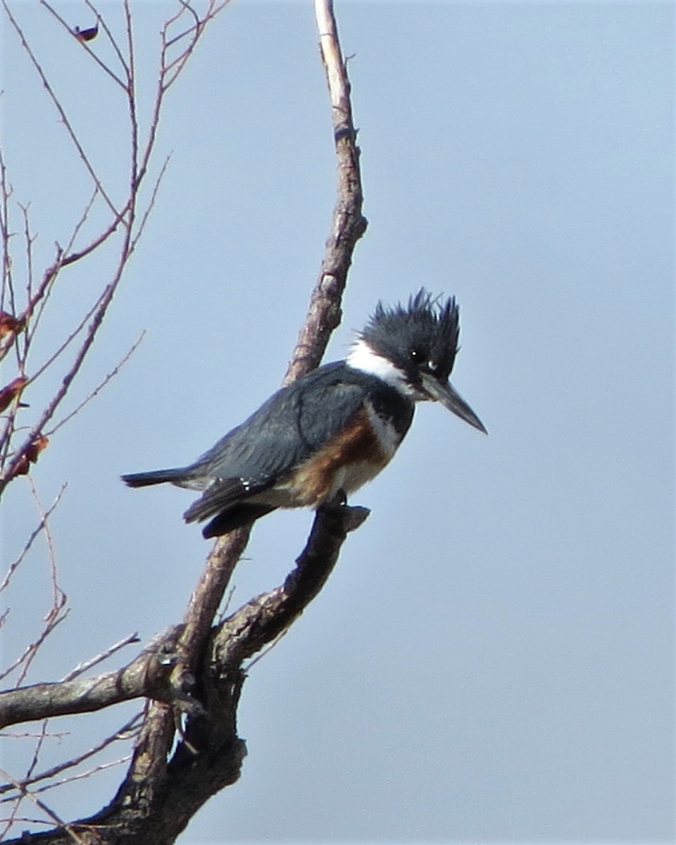 Belted Kingfisher - ML225142751
