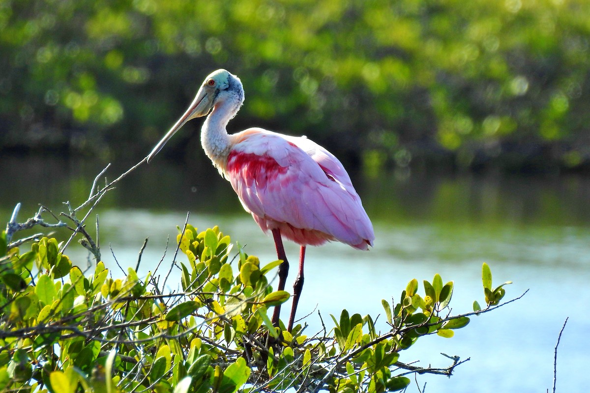 Roseate Spoonbill - ML225143551