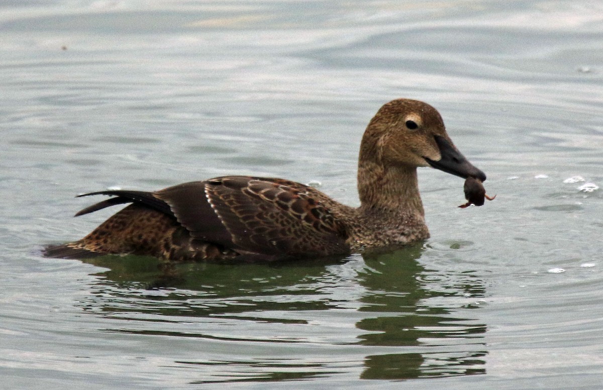 King Eider - Blair Bernson