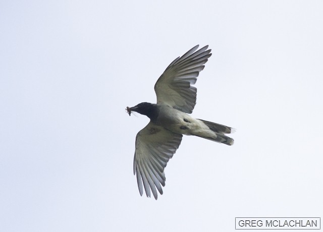 Black-faced Cuckooshrike - ML22514411