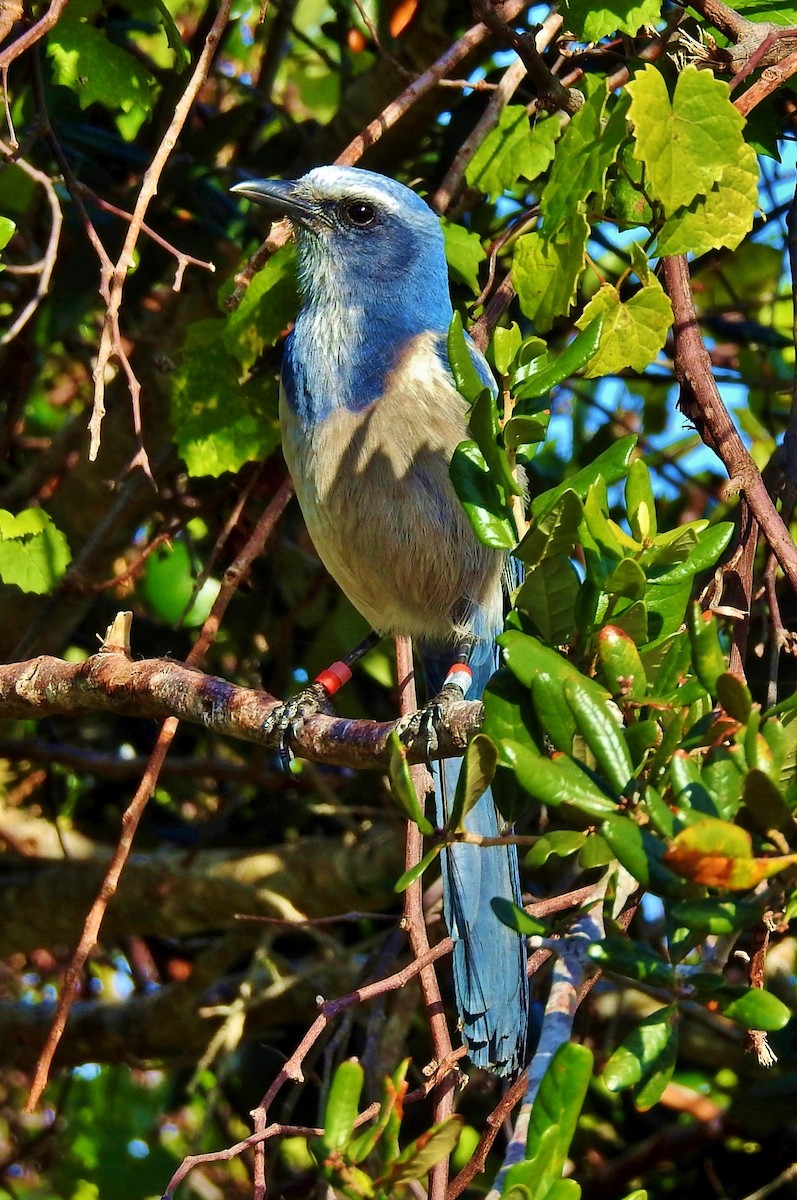 Florida Scrub-Jay - ML225144451