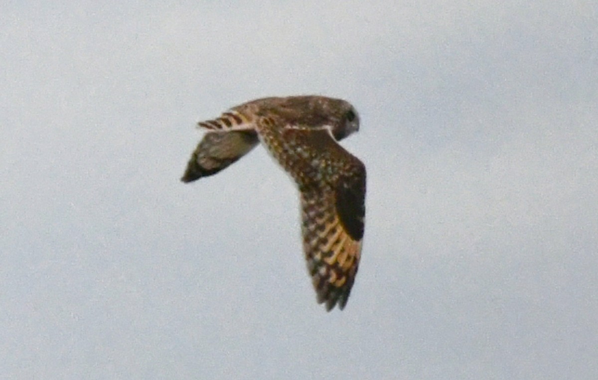 Short-eared Owl - ML225145201