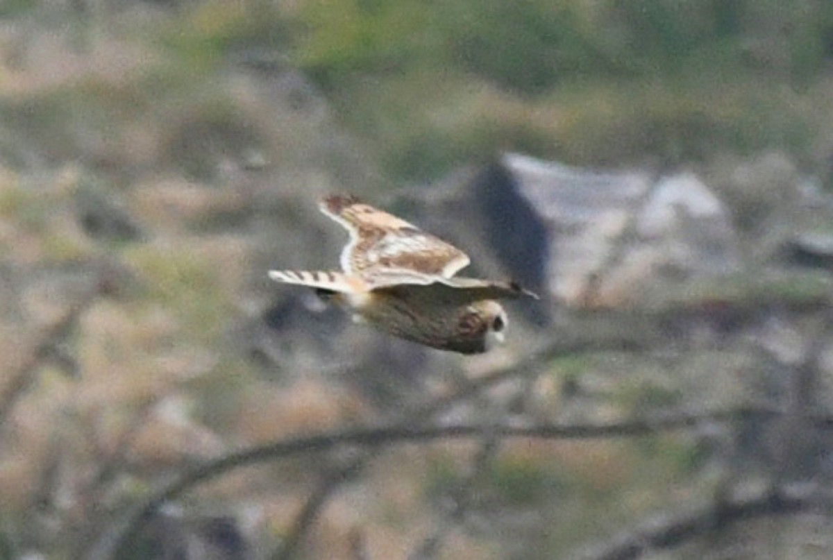 Short-eared Owl - ML225145231