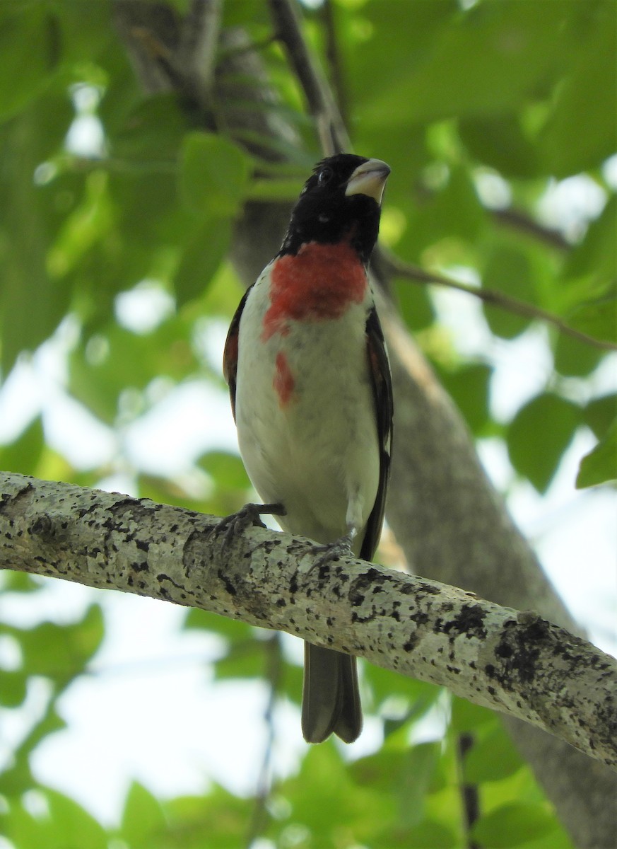 Rose-breasted Grosbeak - ML225145961