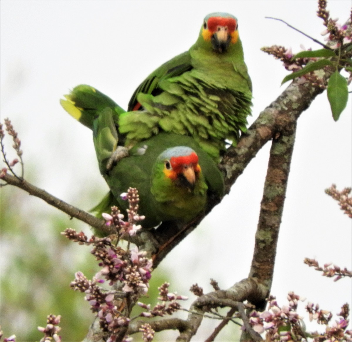 Red-lored Parrot - ML225146621