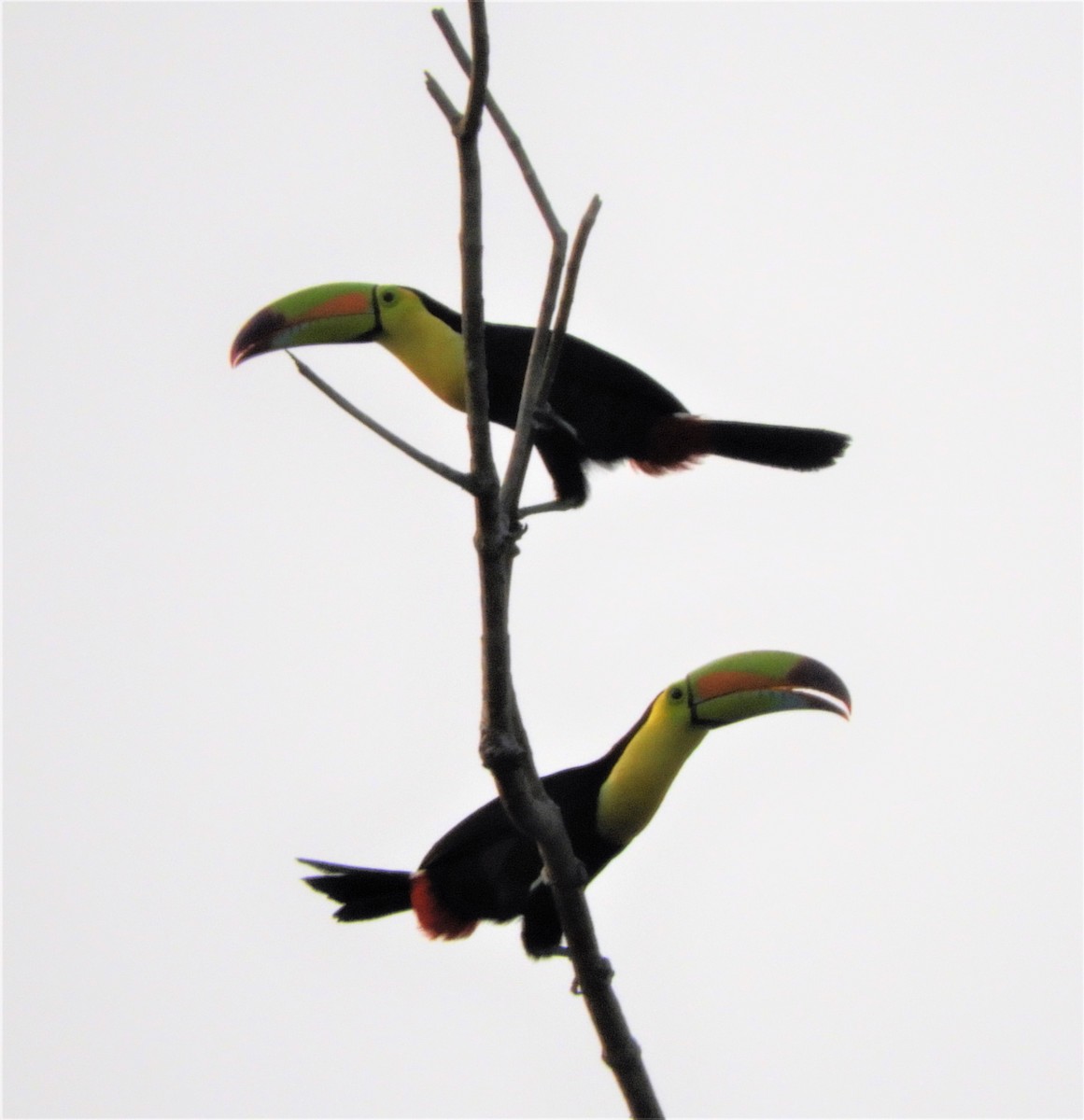 Keel-billed Toucan - ML225146731