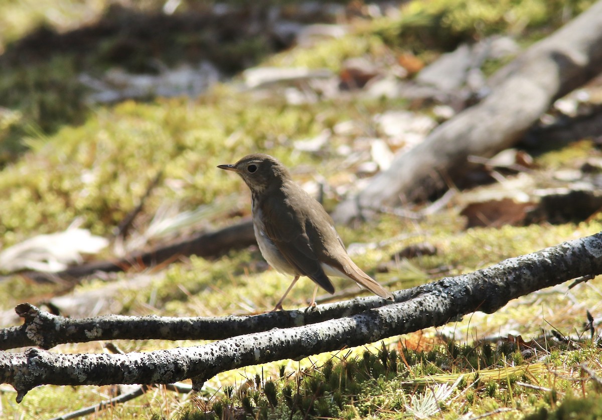 Hermit Thrush - ML225146891