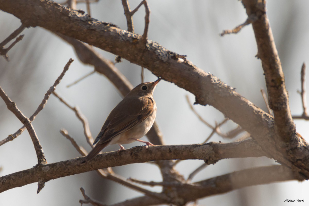 Hermit Thrush - ML225147531