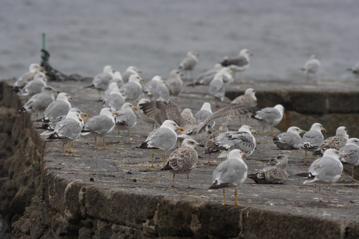 Gaviota Patiamarilla - ML225147871