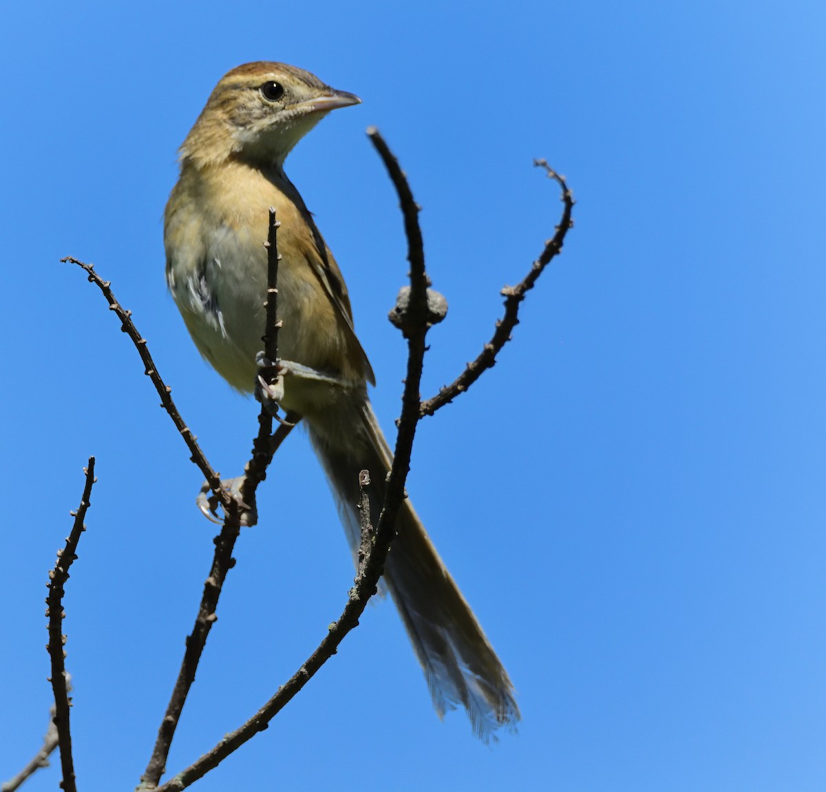 Chotoy Spinetail - Carolina  Gomez Venninni