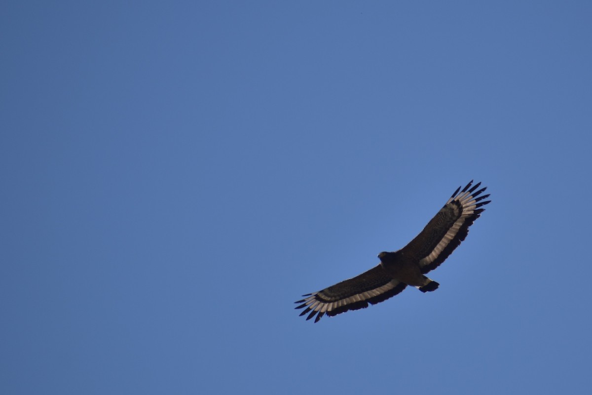 Crested Serpent-Eagle - ML225148231